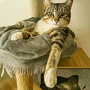 Filou participe au concours pour gagner de l'argent avec cette photo : animal, blanket, cat, cat_tree, comfortable, cozy, cute, ears, feline, fur, house, indoor, neutral_background, paw, pet, relaxed, resting, tabby, whiskers, wooden