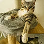 animal, blanket, cat, cat_tree, comfortable, cozy, cute, ears, feline, fur, house, indoor, neutral_background, paw, pet, relaxed, resting, tabby, whiskers, wooden