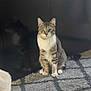 animal, carpet, cat, cozy, curious, domestic, ears, eyes, feline, floor, furniture, home, indoor, light, pet, reflection, shadow, sitting, tabby, whiskers