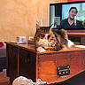 Jackson participe au concours pour gagner de l'argent avec cette photo : animal, casual_photo, cat, feline, fluffy, furniture, home, indoor, living_room, long_hair, lounging, maine_coon, pet, portrait, sitting, sneakers, television, wall_decor, warm_lighting, wooden_chest
