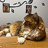 Jackson participe au concours pour gagner de l'argent avec cette photo : animal_photography, brown_fur, cat, fluffy_cat, framed_pictures, green_eyes, home, indoor, long_hair, lounging, lying_down, pet_portraits, relaxed, tabby, wall_decor, wallpaper, whiskers, white_chest, white_paws, wooden_table