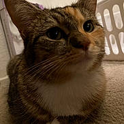 Luna is registered to the contest to win money with this photo: cat, close_up, tabby, fur, whiskers, paw, carpet, indoor, pet, animal, relaxed, curious, laundry_basket, household, feline, domestic, cute, soft, resting, brown
