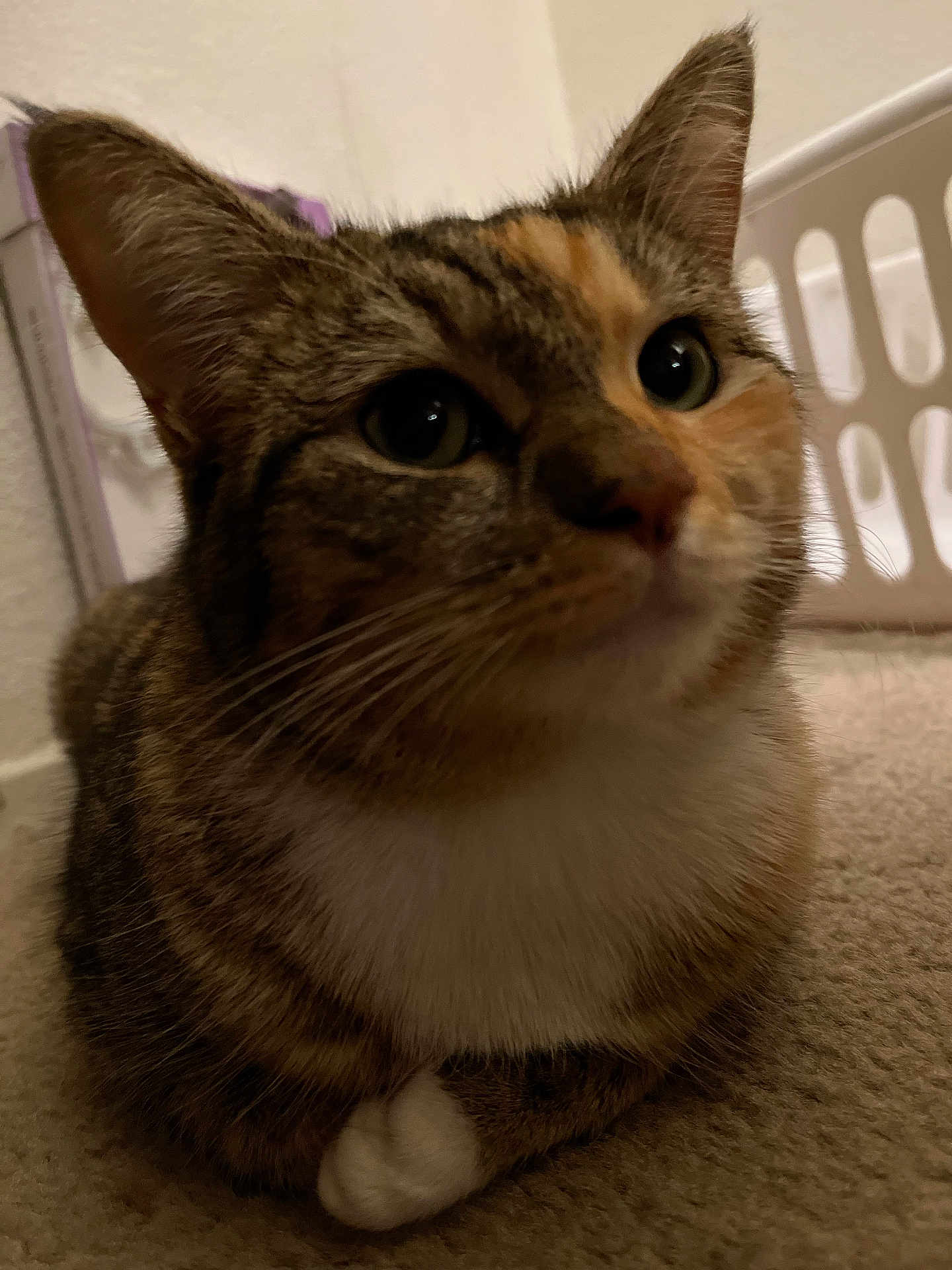 Luna