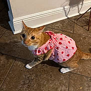 Nylah is registered to the contest to win money with this photo: cat, orange_tabby, pet, animal, indoor, tile_floor, pink_dress, strawberry_pattern, curious, wide_eyes, whiskers, feline, domestic_cat, cute, clothing, shadow, flooring, wall, household, posing