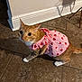cat, orange_tabby, pet, animal, indoor, tile_floor, pink_dress, strawberry_pattern, curious, wide_eyes, whiskers, feline, domestic_cat, cute, clothing, shadow, flooring, wall, household, posing
