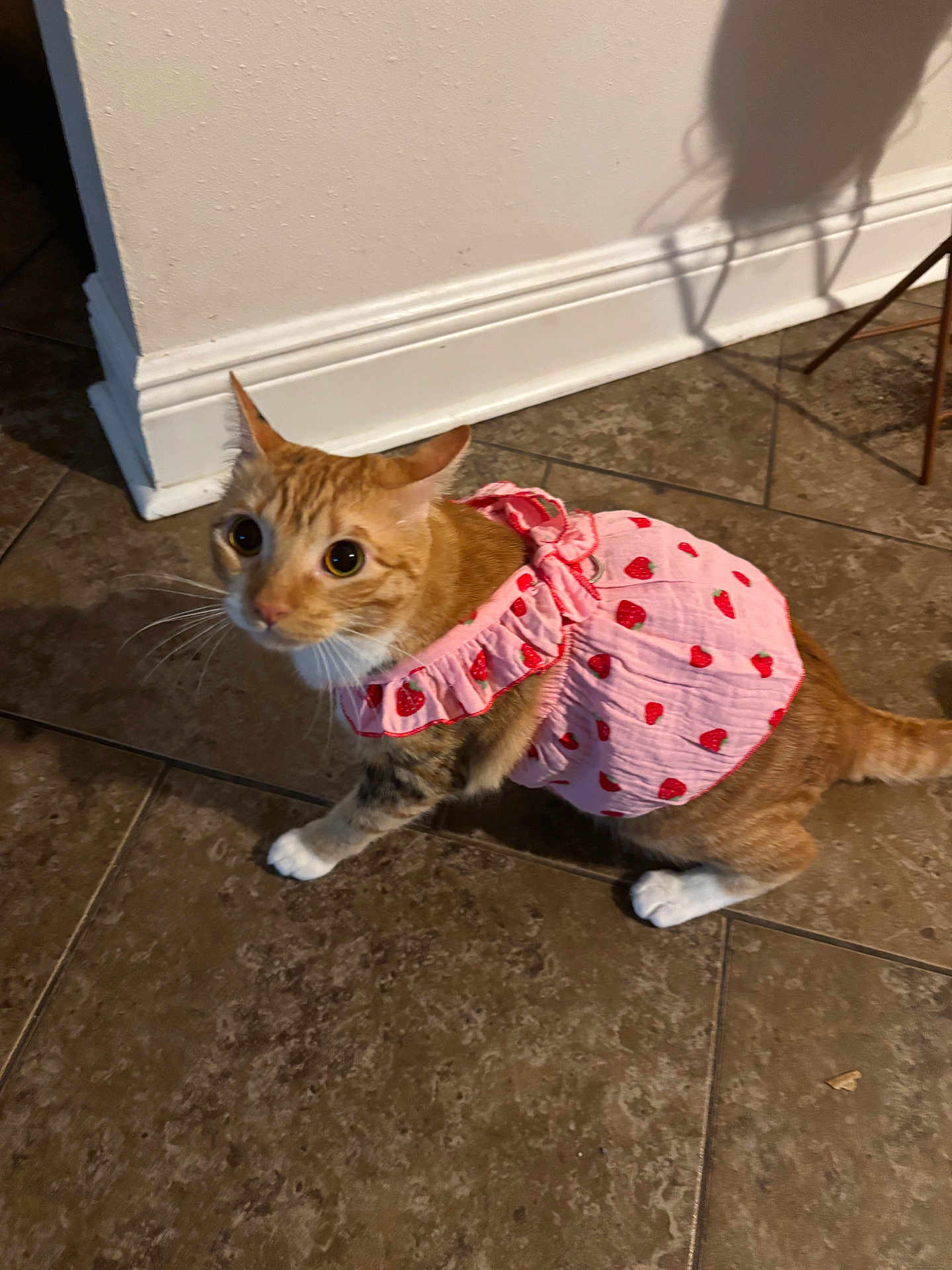 Nylah is registered to the contest to win money with this photo: cat, orange_tabby, pet, animal, indoor, tile_floor, pink_dress, strawberry_pattern, curious, wide_eyes, whiskers, feline, domestic_cat, cute, clothing, shadow, flooring, wall, household, posing