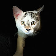 Phoebe joined the competition — help win amazing prizes! cat, animal, pet, white_cat, curious, paw, whiskers, close_up, portrait, dark_background, wide_eyes, feline, indoor, focused, alert, soft_light, black_background, cute, mammal, young_cat