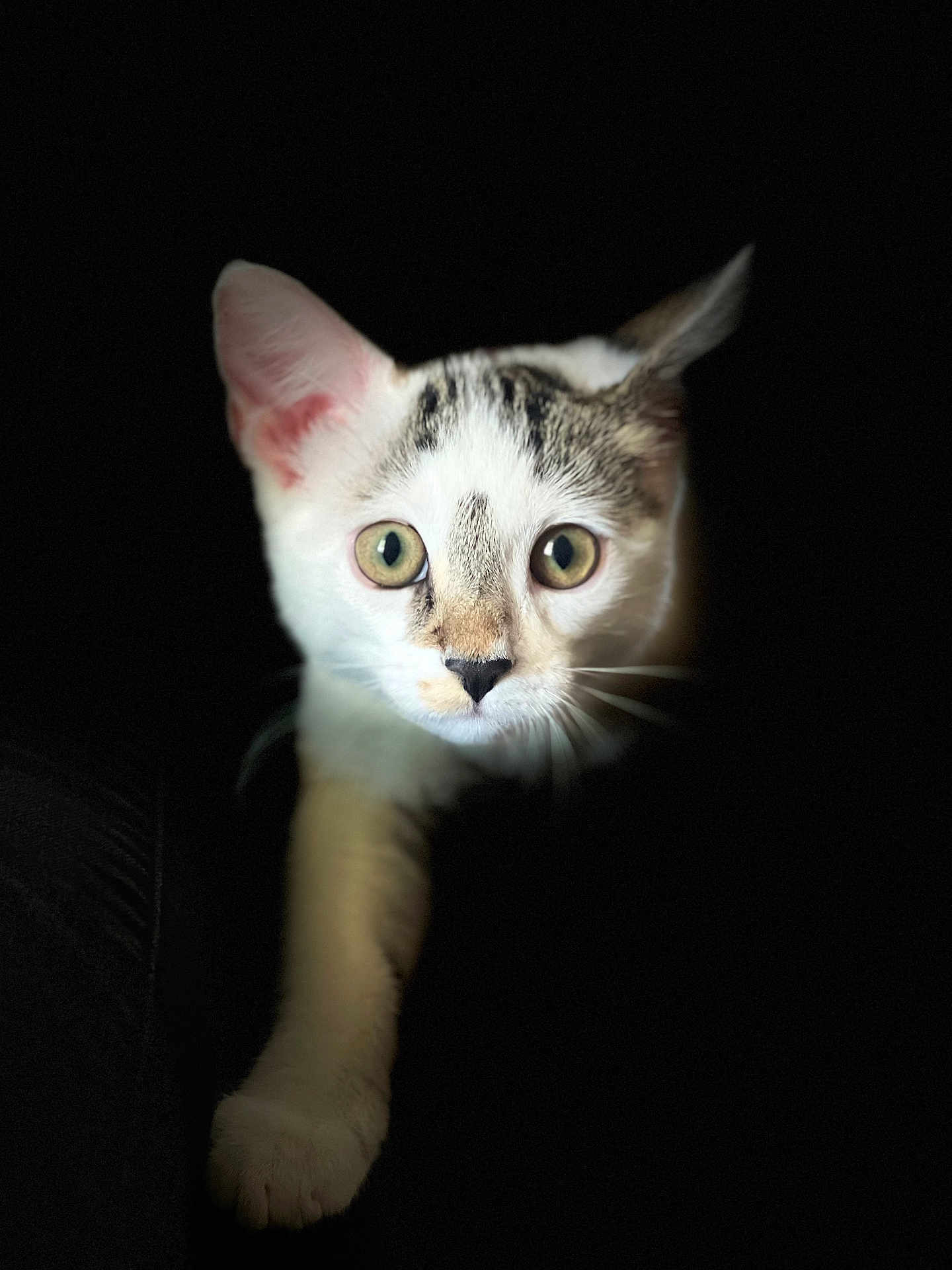 Phoebe