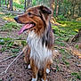 Groot a rejoint le concours — aidez-le/la à gagner de superbes lots ! dog, forest, nature, outdoor, animal, canine, trees, greenery, sunlight, tongue, fur, happy, sitting, woods, muzzle, pets, wildlife, daylight, brown_dog, white_paws