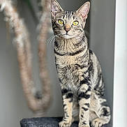 Bagel joined the competition — help win amazing prizes! alert, animal, blurred_background, cat, closeup, cute, domestic_cat, feline, focused, fur, indoor, pet, plant, portrait, sitting, soft_light, tabby, texture, whiskers, yellow_eyes