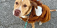 Klaus is registered to the contest to win money with this photo: animal, brown_dog, canine, collar, costume, curious, cute, daylight, dog, ears, fur, leash, lion_costume, looking_up, outdoor, pavement, pet, portrait, single_animal, walking