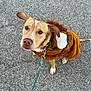 animal, brown_dog, canine, collar, costume, curious, cute, daylight, dog, ears, fur, leash, lion_costume, looking_up, outdoor, pavement, pet, portrait, single_animal, walking