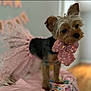 Arya joined the competition — help win amazing prizes! dog, small_dog, tutu, bow, pink, sparkly, party, celebration, cute, decorations, indoor, pet, animal, fur, ears, standing, close_up, blurred_background, floor, table