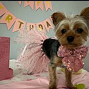 Arya joined the competition — help win amazing prizes! dog, yorkshire_terrier, tutu, pink, birthday, number_one, glitter, bow, celebration, pet, cute, indoor, decorations, banner, floor, blanket, fur, small_dog, portrait, animal