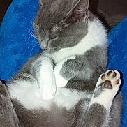 Alvin a rejoint le concours — aidez-le/la à gagner de superbes lots ! animal, blanket, blue, cat, closeup, cozy, cute, domestic_cat, fur, furry, gray, indoor, paw, paw_pads, pet, relaxed, resting, sleeping, soft, white