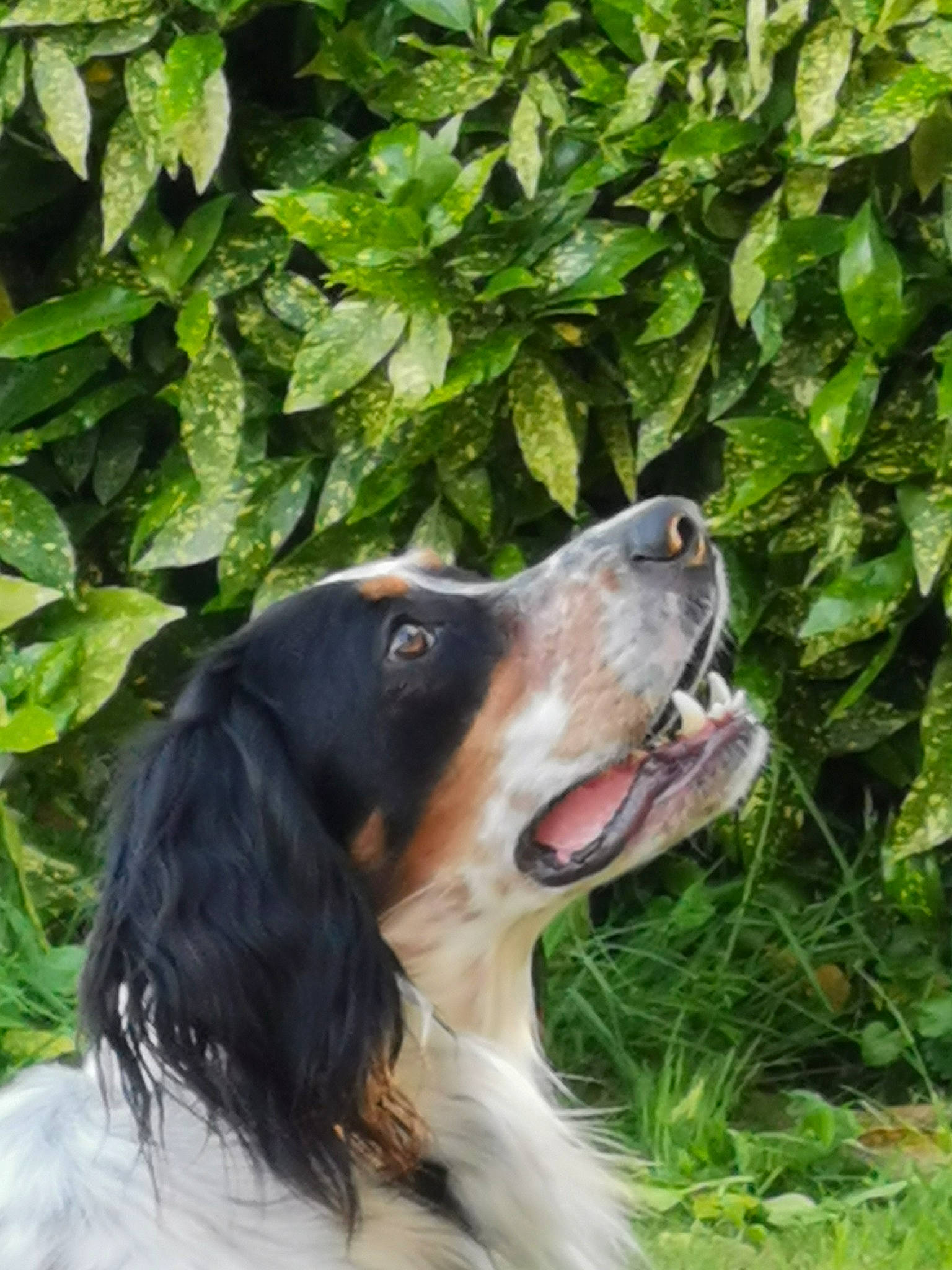 Omer a rejoint le concours — aidez-le/la à gagner de superbes lots ! bernese_mountain_dog, canidae, carnivore, companion_dog, dog, dog_breed, fur, grass, gun_dog, herding_dog, irish_red_and_white_setter, king_charles_spaniel, liver, plant, snout, sporting_group, terrestrial_animal, whiskers, working_animal, working_dog