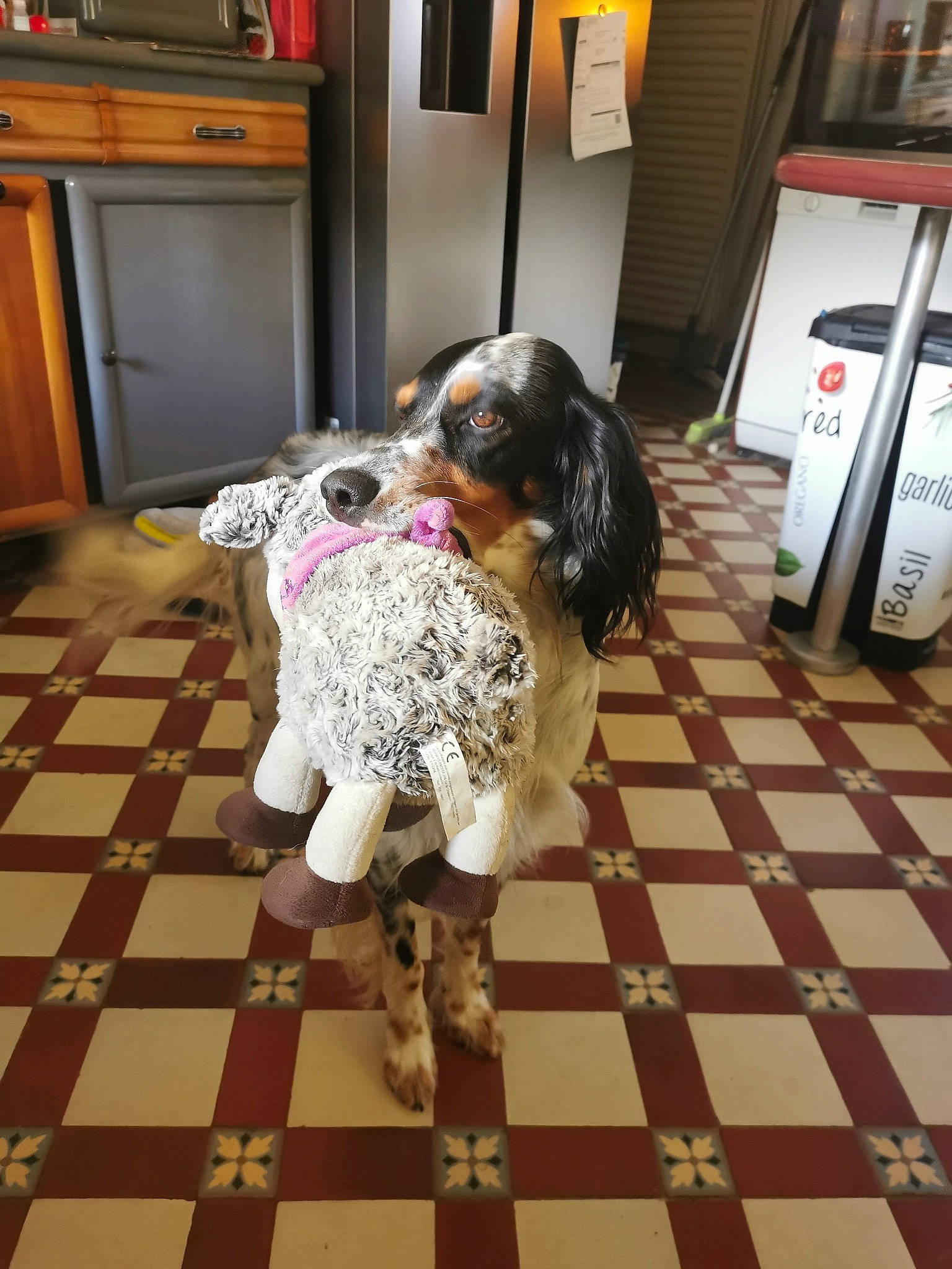 Omer a rejoint le concours — aidez-le/la à gagner de superbes lots ! cabinetry, carnivore, companion_dog, dog, dog_breed, fashion_design, fawn, floor, flooring, fun, fur, hardwood, home_appliance, kitchen_appliance, living_room, room, snout, sporting_group, toy_dog, wood