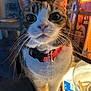 Lil Girl is registered to the contest to win money with this photo: cat, tabby, white, collar, indoor, table, curious, wide_eyes, whiskers, pet, close_up, feline, cozy, warm_light, snacks, cat_tree, domestic, animal, portrait, household