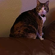 Lil Girl joined the competition — help win amazing prizes! cat, tabby, pet, indoor, couch, leather, feline, animal, looking, curious, home, wall, texture, sitting, collar, whiskers, ears, fur, domestic, mammal