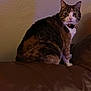 cat, tabby, pet, indoor, couch, leather, feline, animal, looking, curious, home, wall, texture, sitting, collar, whiskers, ears, fur, domestic, mammal