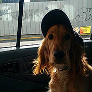 Lena participe au concours pour gagner de l'argent avec cette photo : dog, golden_retriever, cap, car_interior, window, sunlight, urban, graffiti, street, pet, animal, canine, seat, calm, portrait, side_view, daytime, vehicle, leisure, domestic