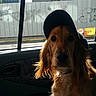 dog, golden_retriever, cap, car_interior, window, sunlight, urban, graffiti, street, pet, animal, canine, seat, calm, portrait, side_view, daytime, vehicle, leisure, domestic