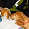 dog, guinea_pig, pet, animal, lap, indoor, blur, brown_dog, orange_brown_guinea_pig, collar, curious, sniffing, furry, close_up, human, clothing, casual, interaction, companion, cute