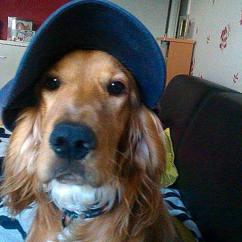 Lena participe au concours pour gagner de l'argent avec cette photo : dog, golden_retriever, hat, baseball_cap, living_room, couch, pet, indoor, animal, canine, portrait, furniture, home, face, ears, fur, seated, domestic, cute, casual