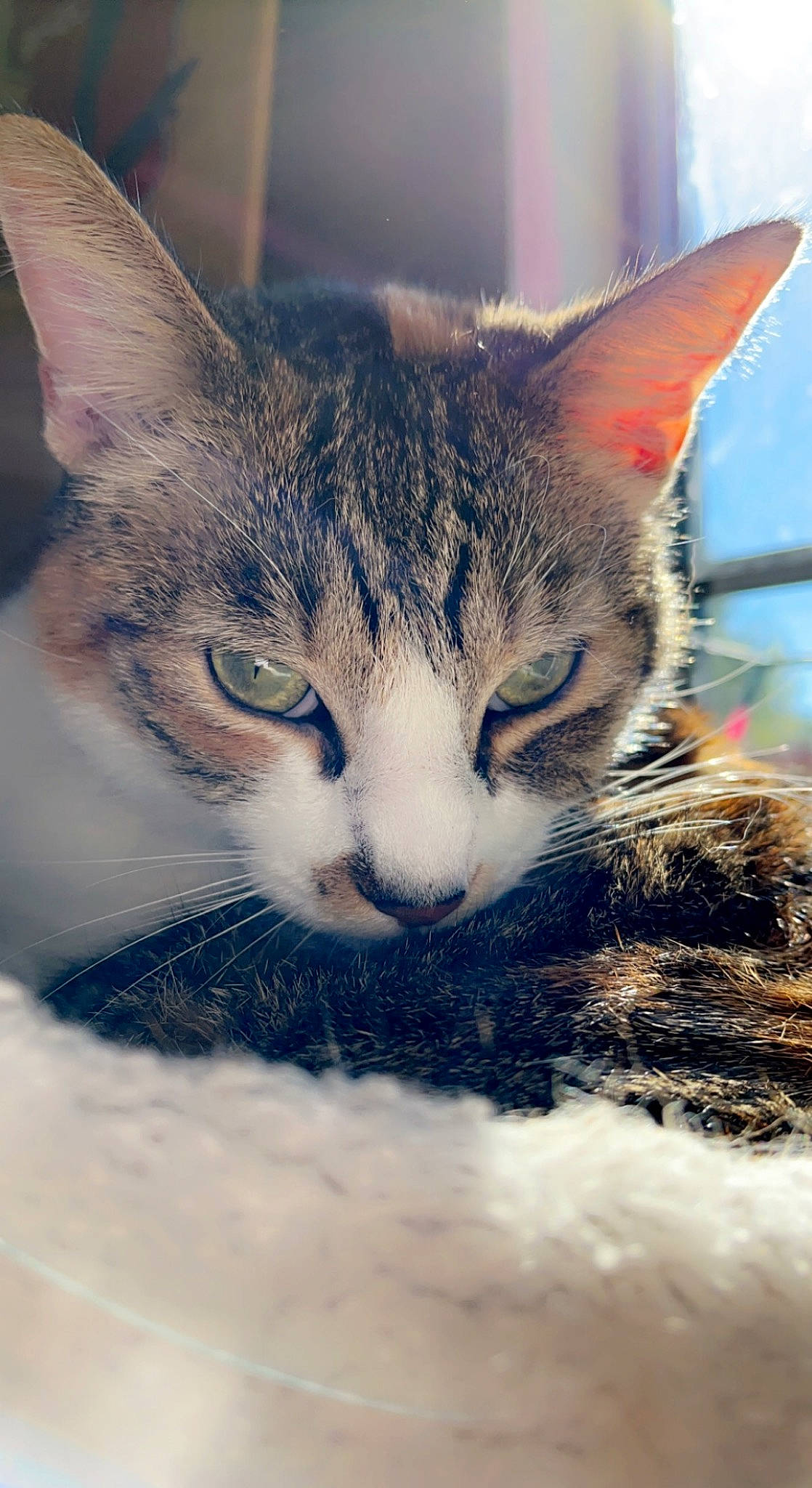 Kiki joined the competition — help win amazing prizes! art, carnivore, cat, cloud, domestic_short_haired_cat, felidae, fur, grass, meteorological_phenomenon, nap, paw, plant, sky, small_to_medium_sized_cats, snout, tail, tree, whiskers, wildlife, winter