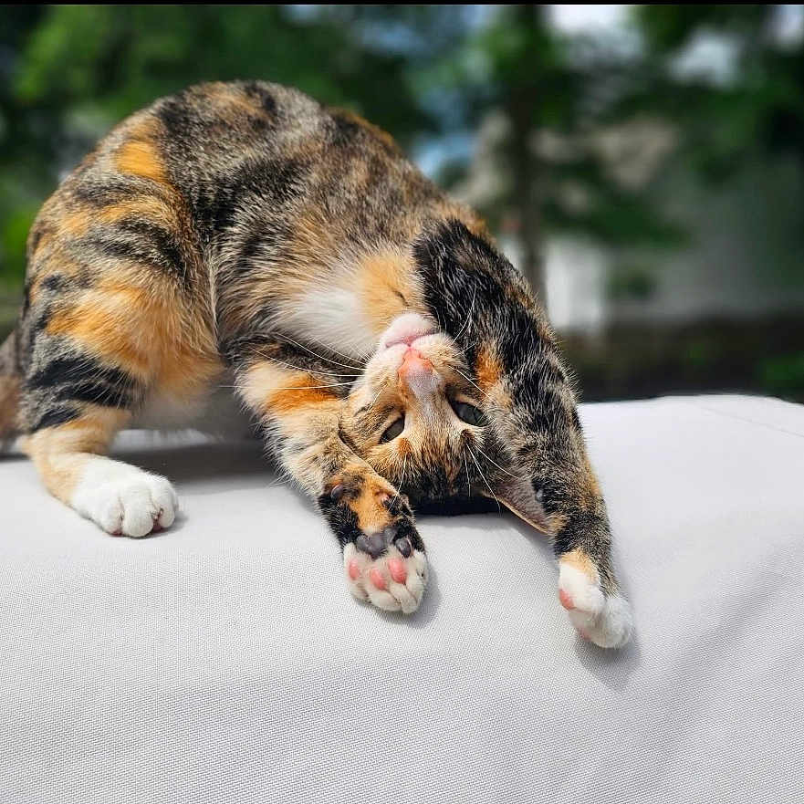 Lulu joined the competition — help win amazing prizes! abyssinian, animal, cat, claw, couch, electronics, furniture, hardware, hook, kitten, manx, person, pet, rock, sleeping