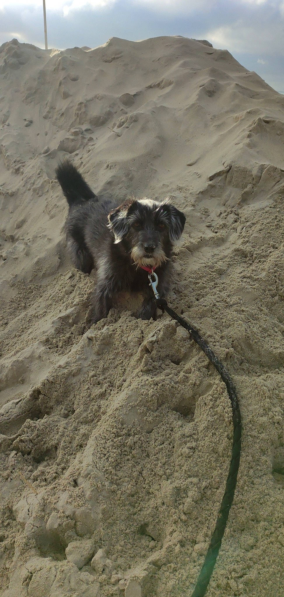 Ellie participe au concours pour gagner de l'argent avec cette photo : aeolian_landform, beach, canidae, carnivore, dog, dog_breed, landscape, ocean, sand, shadow, snout, soil, sporting_group, working_animal