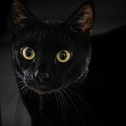 Salem a rejoint le concours — aidez-le/la à gagner de superbes lots ! black_cat, cat, close_up, animal, pet, whiskers, yellow_eyes, mystery, dark_background, feline, portrait, looking, alert, night, domestic_cat, cute, eyes, face, indoor, black_fur