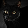 black_cat, cat, close_up, animal, pet, whiskers, yellow_eyes, mystery, dark_background, feline, portrait, looking, alert, night, domestic_cat, cute, eyes, face, indoor, black_fur