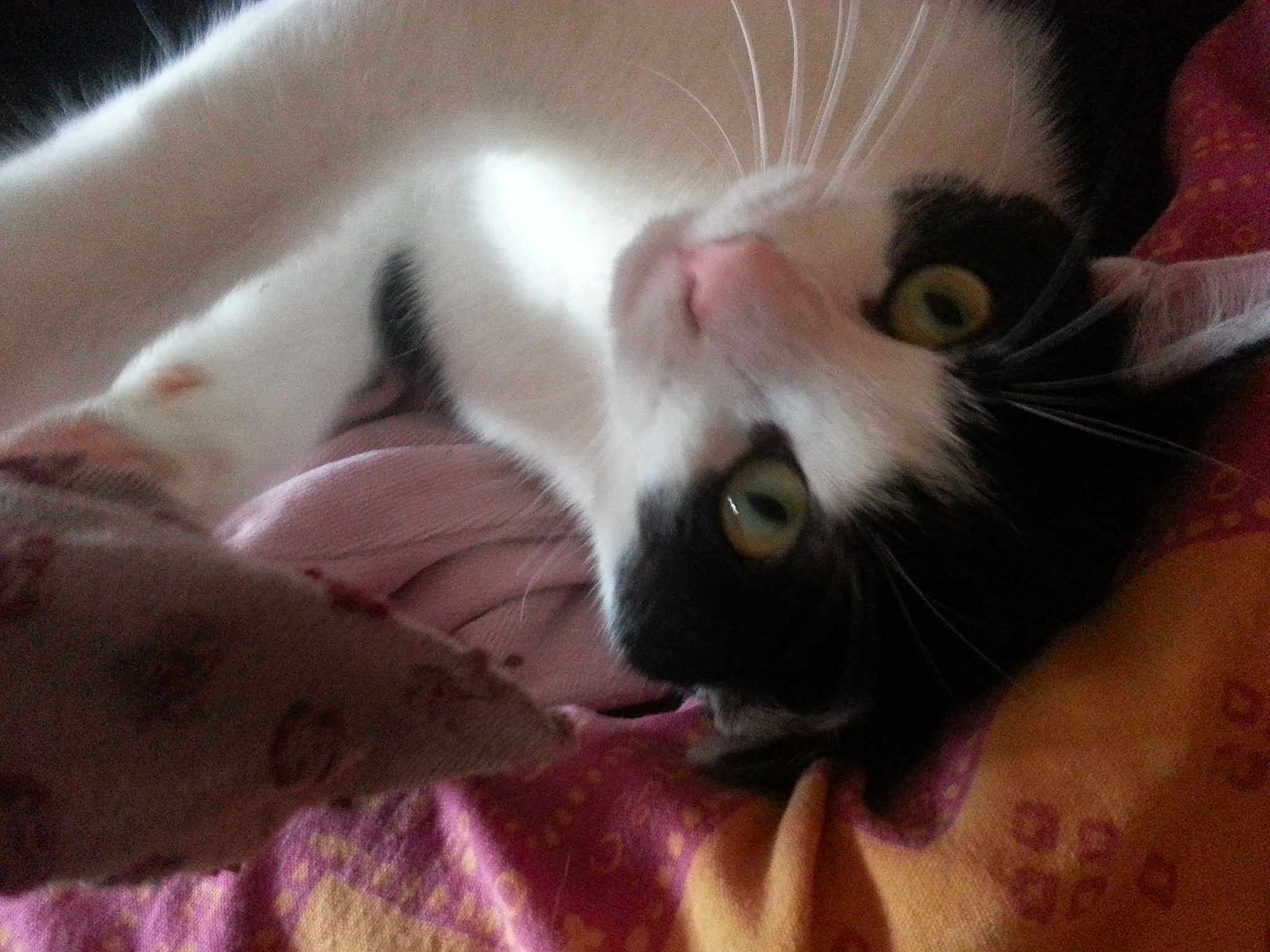 Pablotte