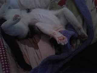 Pablotte
