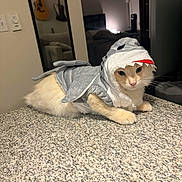 Crispy joined the competition — help win amazing prizes! cat, costume, shark, animal, pet, feline, indoor, countertop, room, guitar, furniture, bedroom, lamp, reflection, cute, fluffy, laying_down, whiskers, ears, eyes