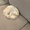 cat, sleeping, fluffy, curled_up, beige_couch, pet, indoor, cozy, paws, pink_paws, fur, relaxed, cute, animal, resting, feline, soft_texture, home, nap, comfort