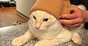 Crispy joined the competition — help win amazing prizes! animal, casual, cat, countertop, cozy, cream_color, feline, fur, hat, home, indoor, knit_hat, person_hand, pet, relaxed, table_surface, unimpressed, wearing, whiskers, wood_floor