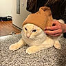 Crispy joined the competition — help win amazing prizes! cat, indoor, hat, cream_color, knit_hat, person_hand, countertop, feline, pet, animal, home, wood_floor, relaxed, fur, whiskers, table_surface, casual, cozy, unimpressed, wearing