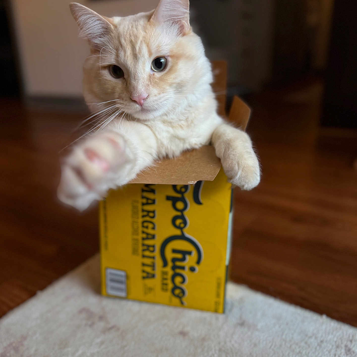 Crispy joined the competition — help win amazing prizes! animal, box, carpet, cat, cozy, cream_colored, curious, ears, feline, home, indoor, margarita, paw, pet, relaxed, soft_lighting, topo_chico, whiskers, wooden_floor, yellow_box