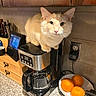 Crispy joined the competition — help win amazing prizes! cat, coffee_maker, kitchen, countertop, orange, bowl, appliance, pet, feline, indoor, curious, cream_colored_cat, cabinet, knife_block, power_outlet, digital_display, small_appliance, granite_countertop, domestic_animal, household
