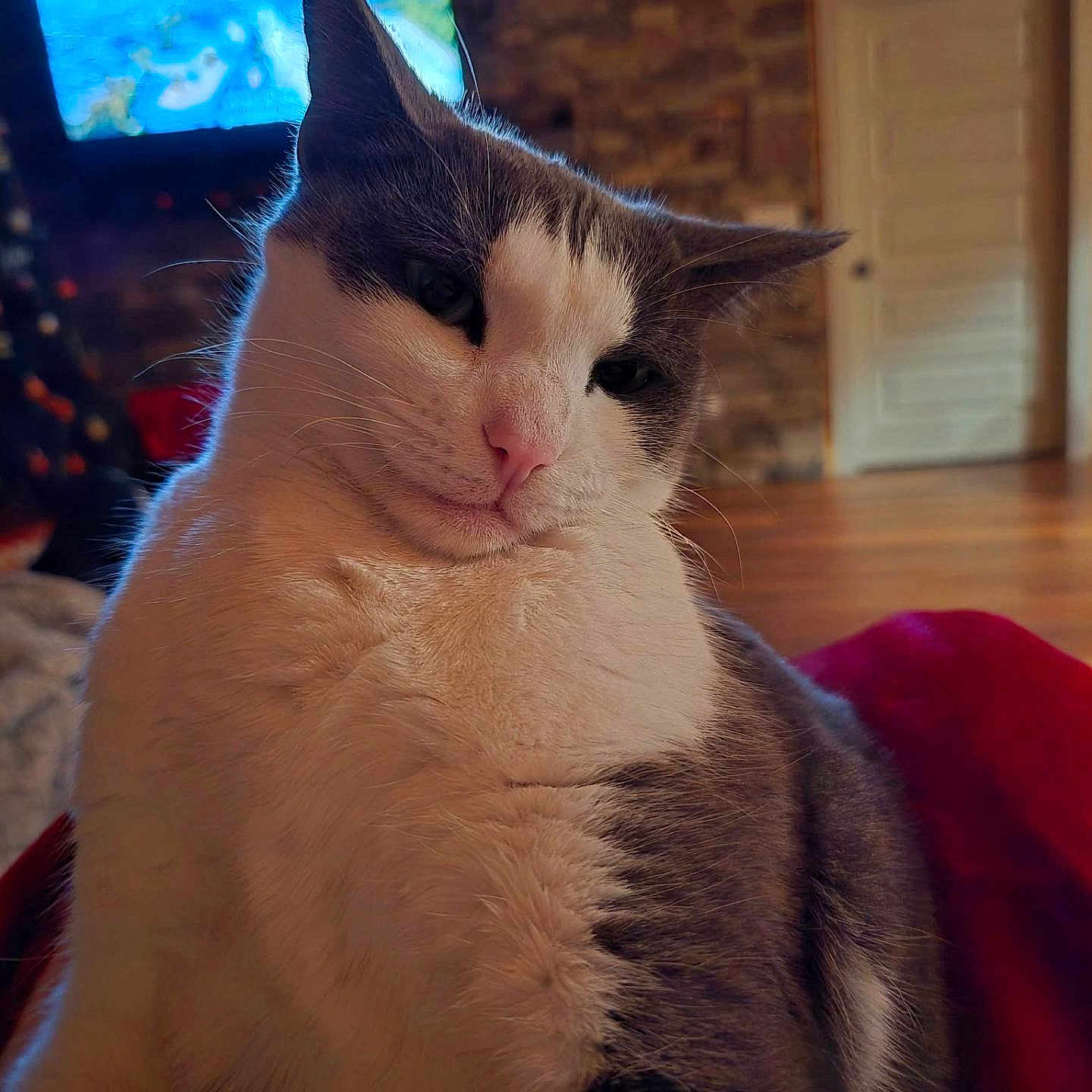 Dixie joined the competition — help win amazing prizes! cat, animal, pet, close_up, portrait, feline, gray_and_white, whiskers, ears, eyes, nose, fur, sitting, indoors, home, wooden_wall, television, blanket, cozy, grumpy