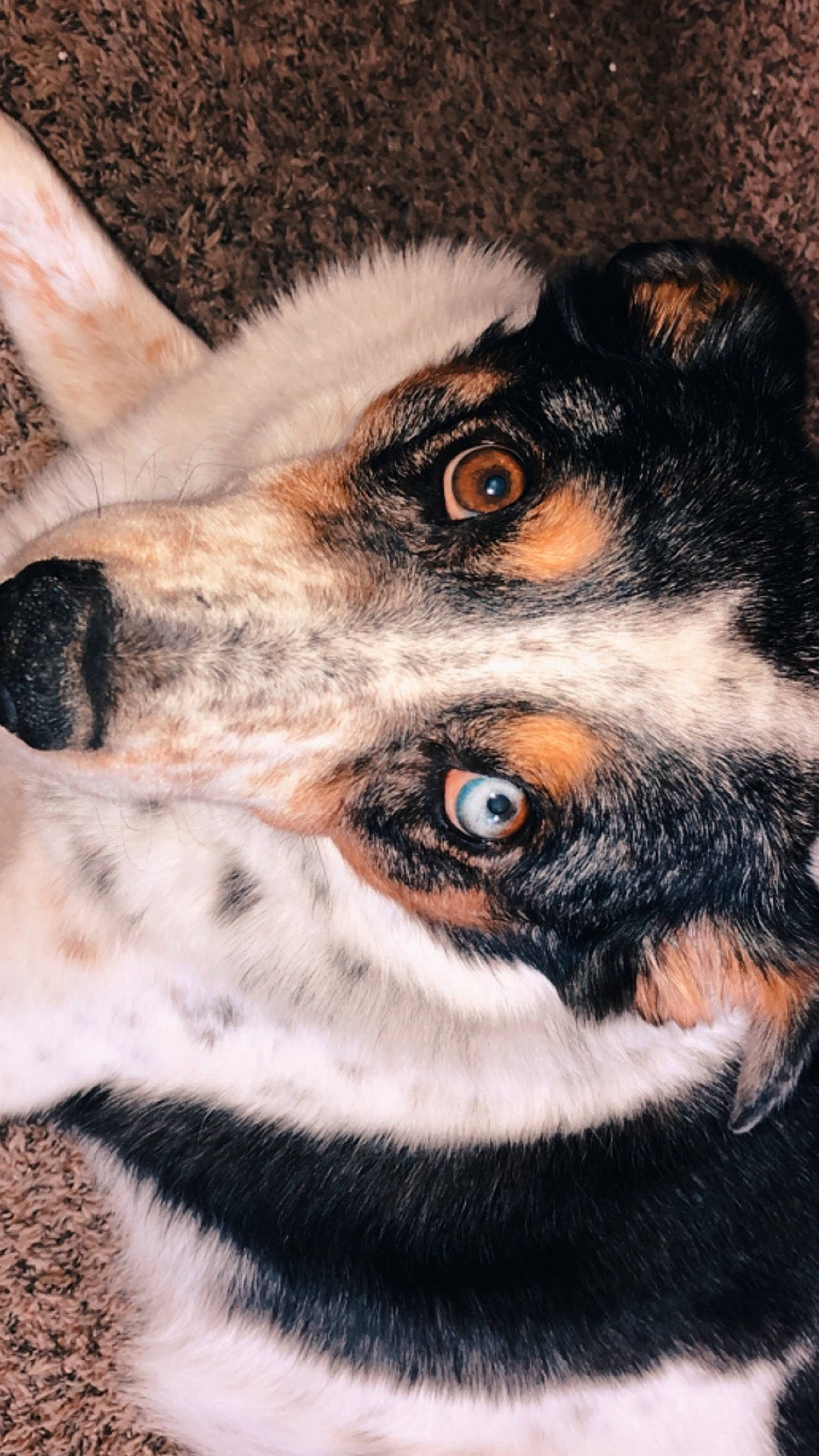 Jewels is registered to the contest to win money with this photo: australian_shepherd, canidae, carnivore, close_up, dog, dog_breed, ear, eye, fur, mammal, nose, puppy, snout, whiskers