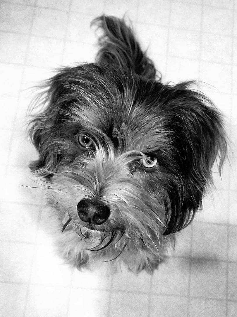 Chewy is registered to the contest to win money with this photo: biewer_terrier, black_and_white, canidae, carnivore, close_up, companion_dog, dog, dog_breed, eye, mammal, monochrome, morkie, puppy, schnoodle, small_terrier, snout, sporting_group, terrier, vertebrate, yorkshire_terrier