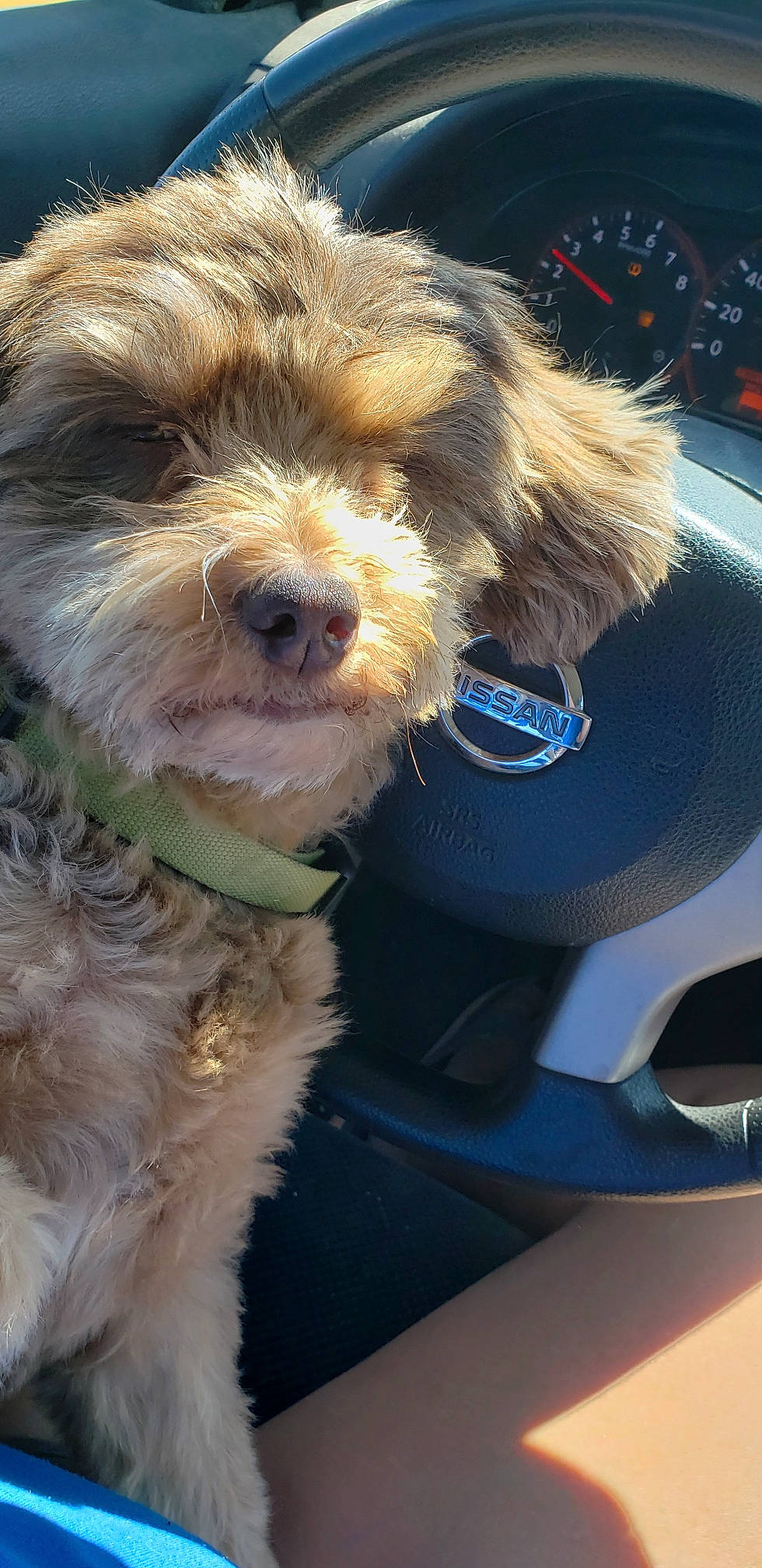 Chewy is registered to the contest to win money with this photo: canidae, carnivore, cavachon, cavapoo, cockapoo, companion_dog, dog, dog_breed, havanese, maltepoo, mammal, morkie, petit_basset_griffon_vendeen, poodle_crossbreed, puppy, schnoodle, shih_tzu, sporting_lucas_terrier, vertebrate, yorkipoo