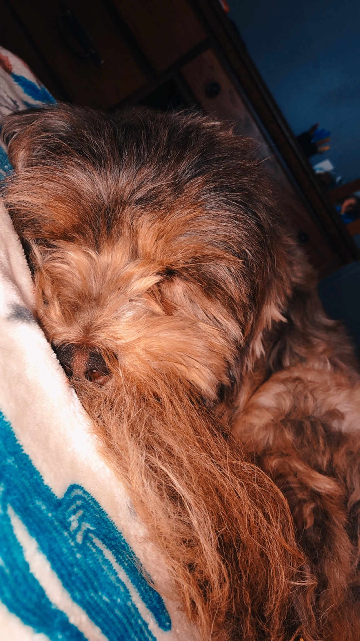 Chewy