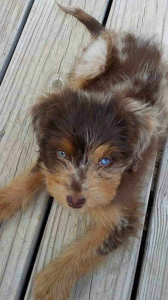 Chewy is registered to the contest to win money with this photo: australian_terrier, bolonka, canidae, carnivore, companion_dog, dog, dog_breed, havanese, mammal, morkie, poodle_crossbreed, puppy, rare_breed_dog, schnoodle, sporting_group, terrier, toy_dog, vertebrate, yorkipoo, yorkshire_terrier