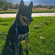 Jax is registered to the contest to win money with this photo: dog, animal, pet, outdoor, grass, leash, mountains, sky, sunlight, blue_eyes, nature, park, canine, sitting, daytime, happy, fur, collar, side_view, scenic