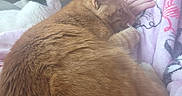 Fred joined the competition — help win amazing prizes! cat, orange_cat, white_cat, black_spot, blanket, hand, indoor, floor, furniture, relaxing, pet, cozy, sleeping, resting, fur, animal, home, comfort, soft, quiet