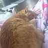 cat, orange_cat, white_cat, black_spot, blanket, hand, indoor, floor, furniture, relaxing, pet, cozy, sleeping, resting, fur, animal, home, comfort, soft, quiet